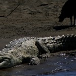 Crocodile Man Tour 